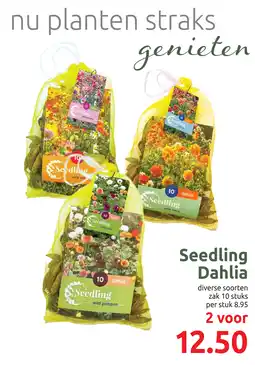 Deka Tuin Seedling Dahlia aanbieding