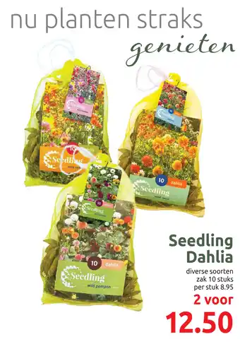 Deka Tuin Seedling Dahlia aanbieding