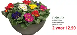 Deka Tuin Primula aanbieding