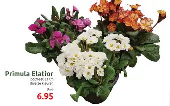 Deka Tuin Primula Elatior aanbieding