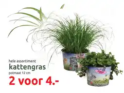 Deka Tuin Kattengras aanbieding