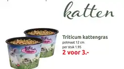 Deka Tuin Triticum kattengras aanbieding