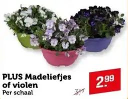 Coop PLUS Madeliefjes of violen aanbieding