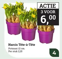 Tuincentrum Osdorp Narcis Tête-à-tête aanbieding