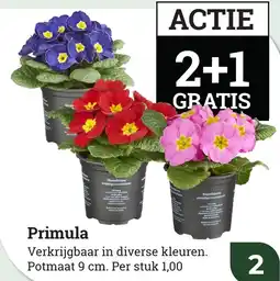 Tuincentrum Osdorp Primula aanbieding