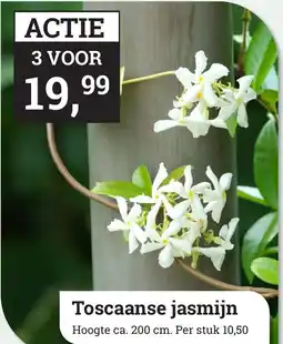 Tuincentrum Osdorp Toscaanse jasmijn aanbieding