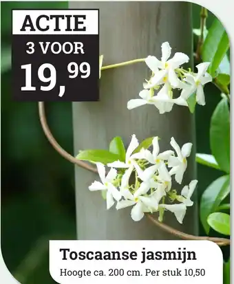 Tuincentrum Osdorp Toscaanse jasmijn aanbieding