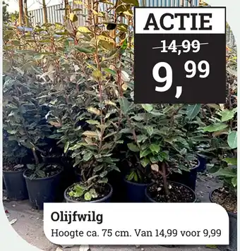 Tuincentrum Osdorp Olijfwilg aanbieding