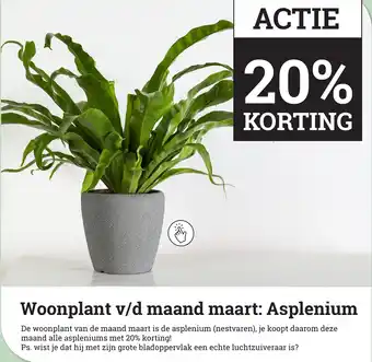 Tuincentrum Osdorp Woonplant v/d maand maart: Woonplant v/d maand maart: Asplenium aanbieding