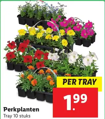 Lidl Perkplanten aanbieding