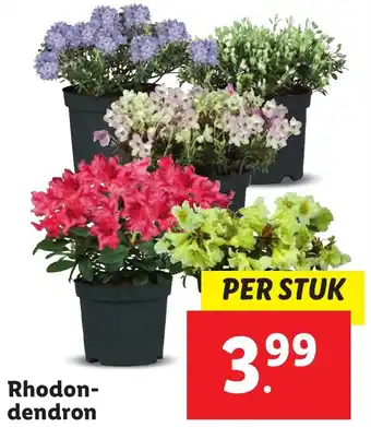 Rhodon dendron aanbieding bij Lidl