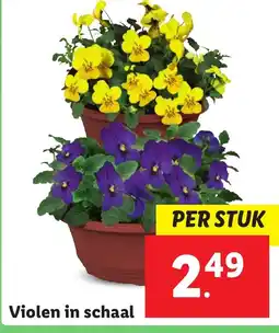 Lidl Violen in schaal aanbieding