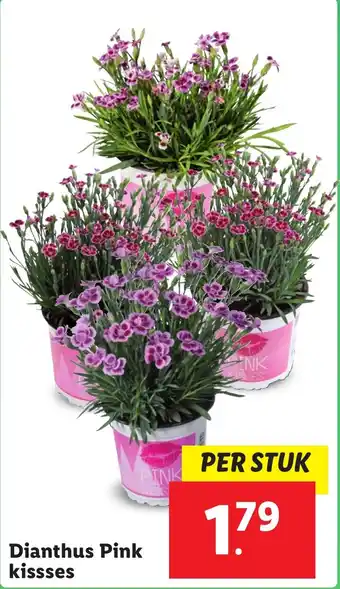 Lidl Dianthus Pink kissses aanbieding