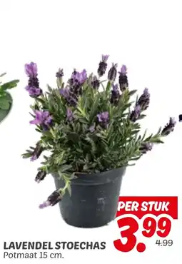 Dekamarkt Lavendel stoechas aanbieding