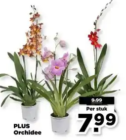 PLUS PLUS Orchidee aanbieding