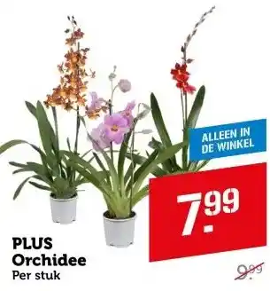 Coop PLUS Orchidee aanbieding