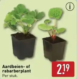 ALDI Aardbeien of rabarberplant aanbieding