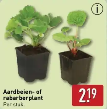 ALDI Aardbeien of rabarberplant aanbieding