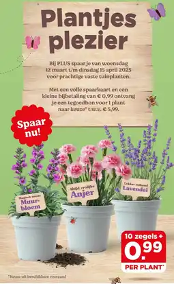 PLUS Muur bloem, Altijd vrolijke Anjer, Lekker ruikend Lavendel aanbieding