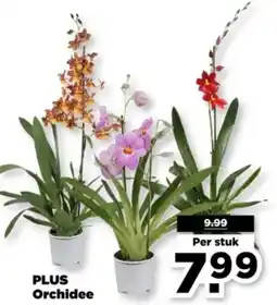 PLUS PLUS Orchidee aanbieding