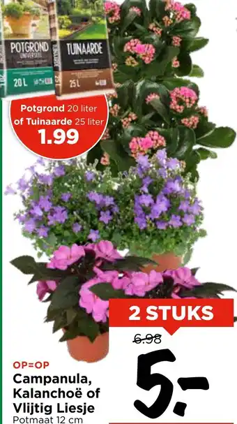 Vomar Voordeelmarkt Campanula, Kalanchoë of Vlijtig Liesje aanbieding