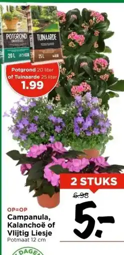 Vomar Voordeelmarkt OP=OP Campanula, Kalanchoë of Vlijtig Liesje Potmaat 12 cm aanbieding