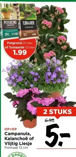 Vomar Voordeelmarkt OP=OP Campanula, Kalanchoë of Vlijtig Liesje Potmaat 12 cm aanbieding