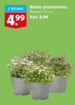 Hoogvliet Vaste plantenmix aanbieding