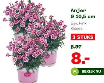 Welkoop Anjer Ø 10,5 cm aanbieding