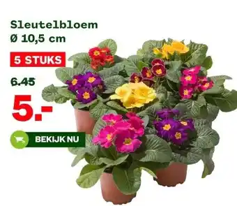 Welkoop Sleutelbloem Ø 10,5 cm aanbieding