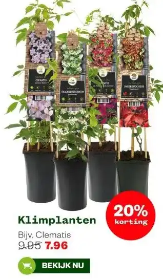 Welkoop Klimplanten Bijv. Clematis 9.95 7.96 aanbieding