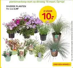 Praxis DIVERSE PLANTEN aanbieding