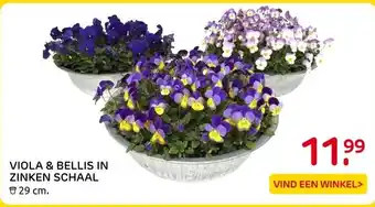 Praxis VIOLA & BELLIS IN ZINKEN SCHAAL aanbieding