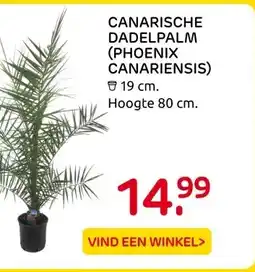 Praxis CANARISCHE DADELPALM (PHOENIX CANARIENSIS) aanbieding