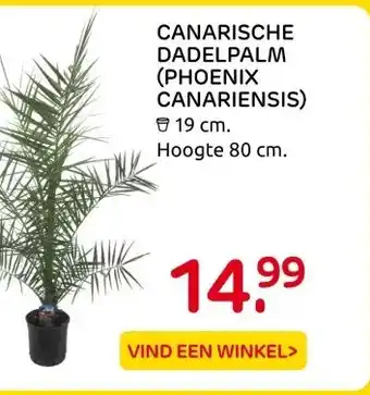 Praxis CANARISCHE DADELPALM (PHOENIX CANARIENSIS) aanbieding