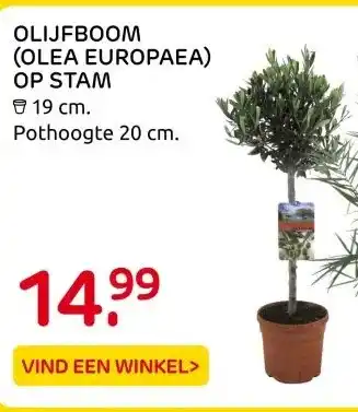 Praxis OLIJFBOOM (OLEA EUROPAEA) OP STAM aanbieding