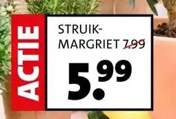 Intratuin STRUIK- MARGRIET aanbieding