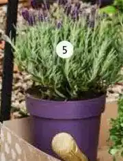 Intratuin 5. Kuiflavendel (Lavandula st. Anouk'). aanbieding