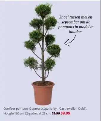 Intratuin Conifeer pompon (Cupressocyparis leyl. 'Castlewellan Gold'). aanbieding