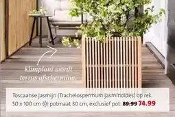 Intratuin Toscaanse jasmijn aanbieding