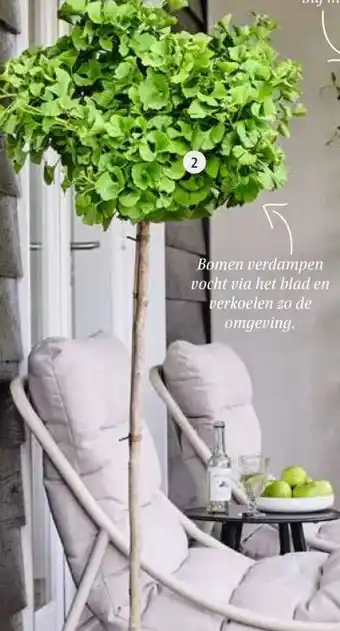 Intratuin Japanse notenboom (Ginkgo bil. 'Mariken'). aanbieding