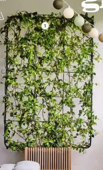 Intratuin 1. Toscaanse jasmijn (Trachelospermum jasminoides) op rek. aanbieding