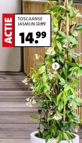 Intratuin TOSCAANSE JASMIJN aanbieding