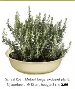 Intratuin Schaal Roan. aanbieding