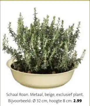 Intratuin Schaal Roan. aanbieding