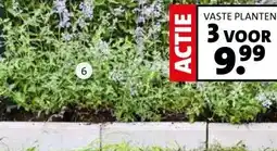 Intratuin Geurende vaste planten. aanbieding