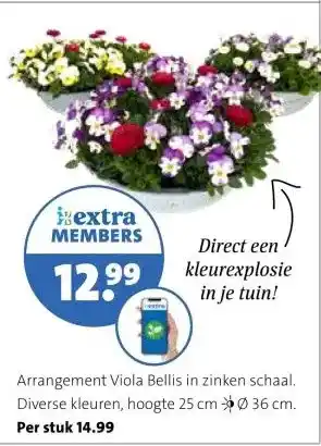 Intratuin Arrangement Viola Bellis in zinken schaal. aanbieding