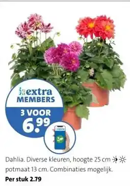 Intratuin Dahlia. aanbieding