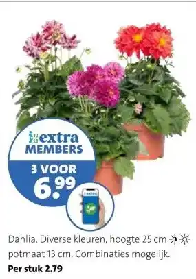 Intratuin Dahlia. aanbieding