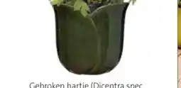 Intratuin Pot tulp. aanbieding